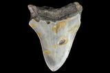 Bargain, Megalodon Tooth - North Carolina #76320-1